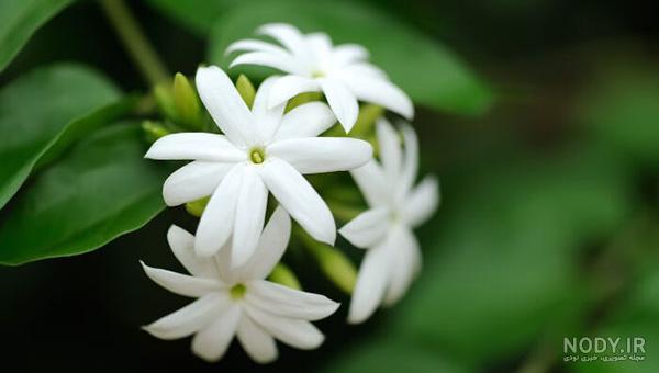 عکس گلهای یاس زیبا
