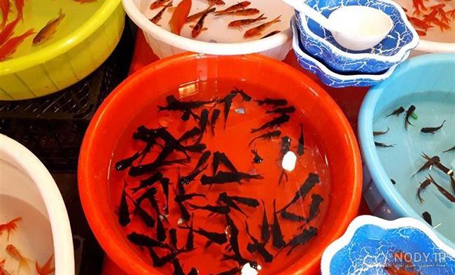 غذای ماهی تروپیکال