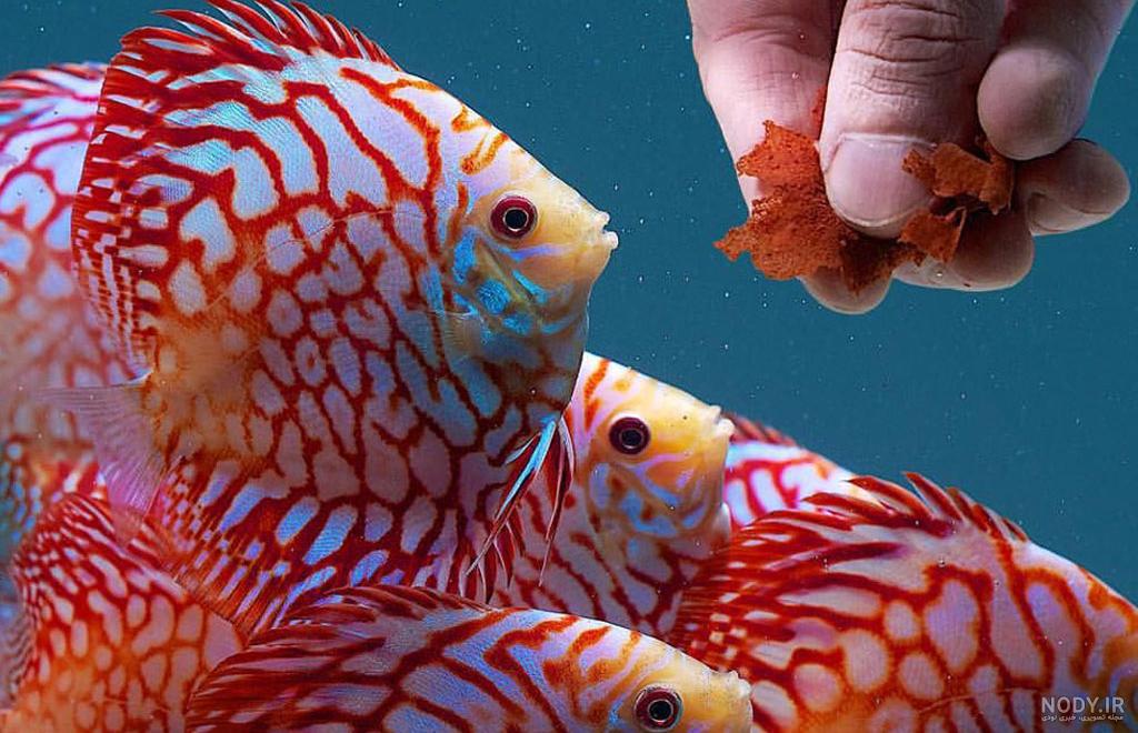 غذای ماهی قرمز دیجی کالا
