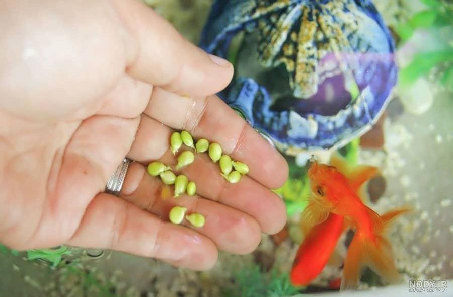 ماهی قرمز چه غذایی می خورد