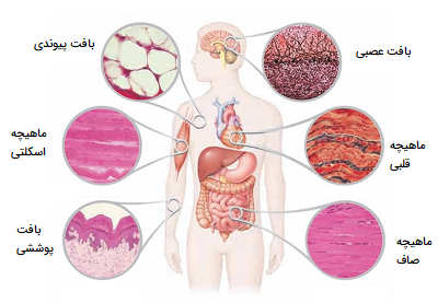 آموزش گام به گام طراحی آناتومی بدن