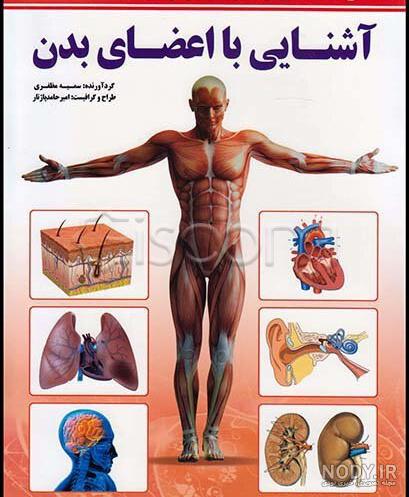 آناتومی بدن دیجی کالا