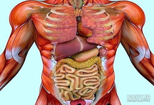 آناتومی بدن طراحی