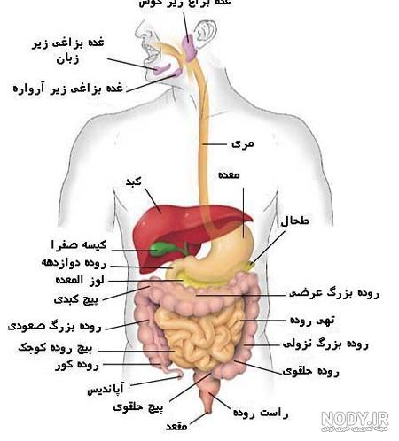 آناتومی عکس اعضای بدن انسان با اسم