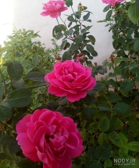 انواع گل رز باغچه ای انواع گل رز باغچه ای