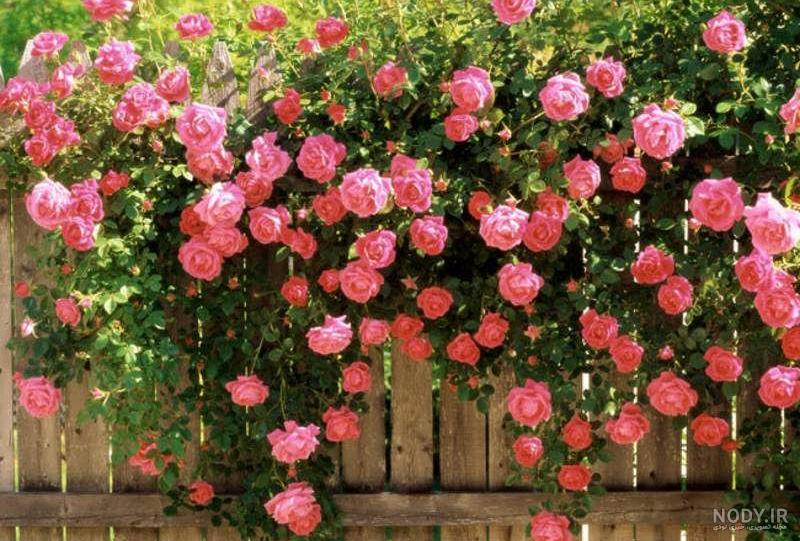 انواع گل رز باغچه ای انواع گل رز باغچه ای