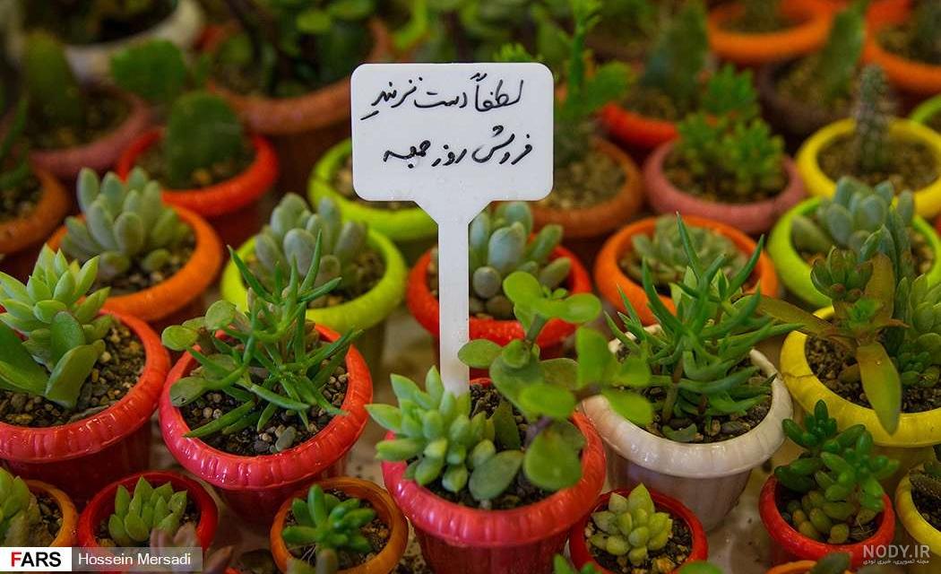 انواع گلهای آویز آپارتمانی انواع گلهای آویز آپارتمانی