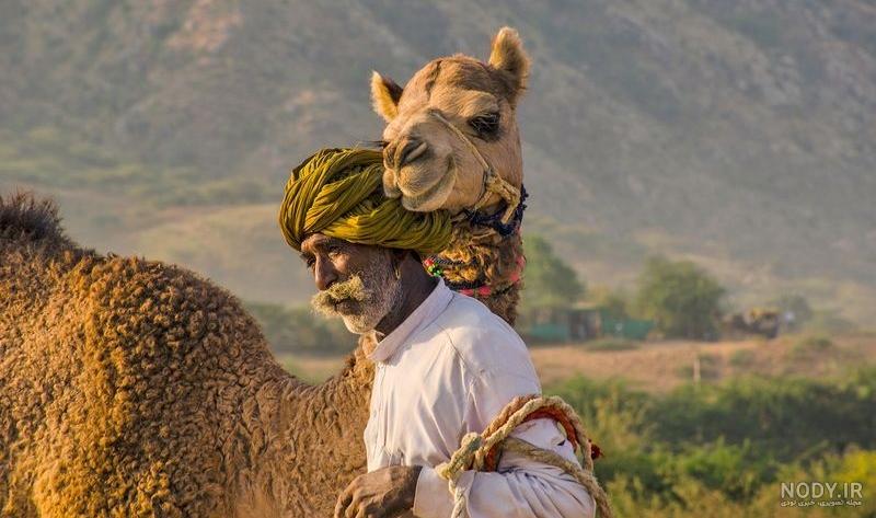 تحقیق درباره شتر برای کودکان
