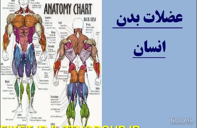 تناسبات بدن انسان در طراحی