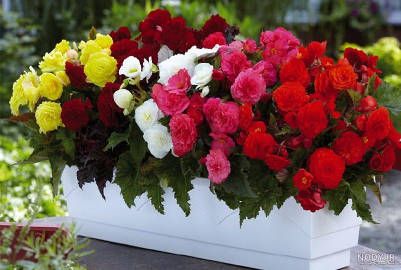 تکثیر گلهای آپارتمانی تکثیر گلهای آپارتمانی