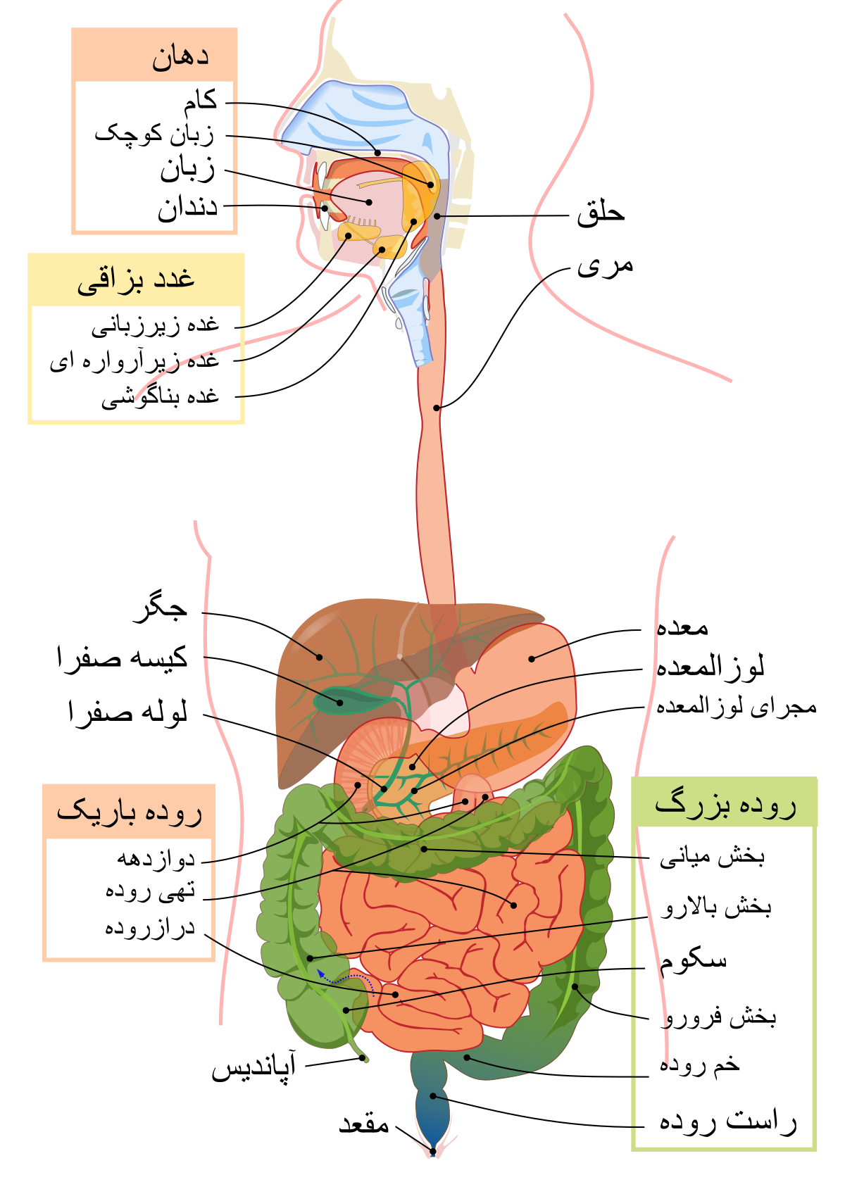 دانلود رایگان کتاب آموزش طراحی آناتومی بدن انسان