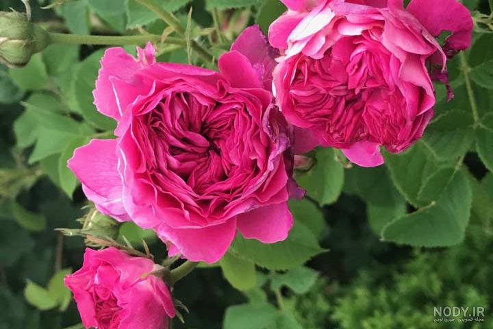 دانلود عکس گل رز در باغچه دانلود عکس گل رز در باغچه