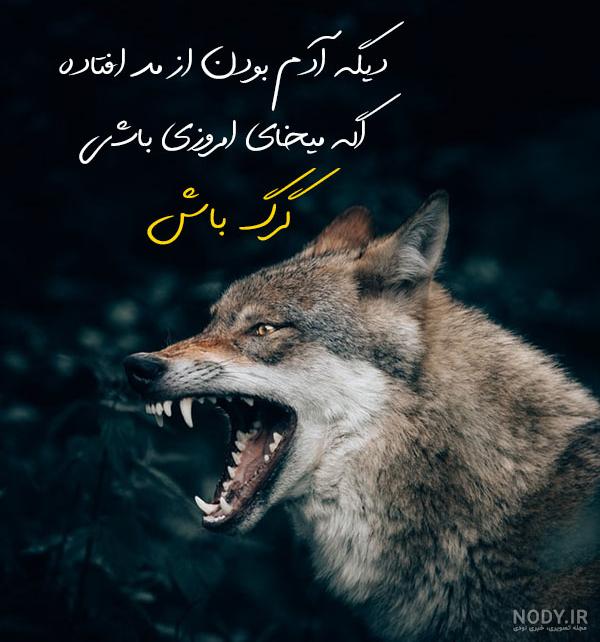 دانلود فیلم گرگ صحرا