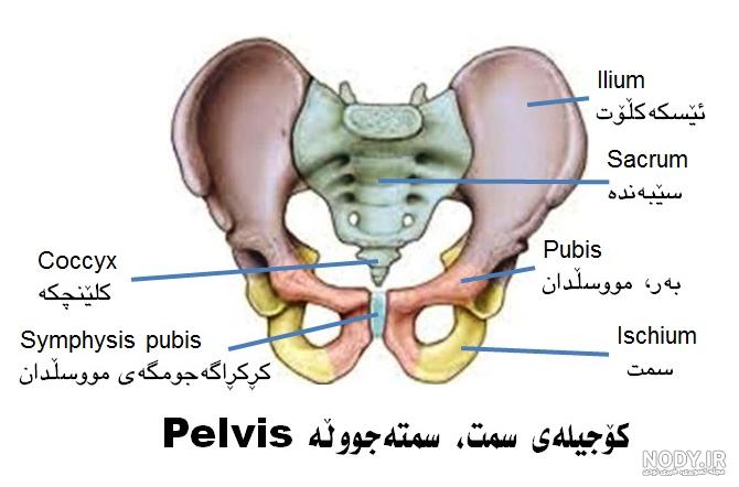 طراحی آناتومی بدن زن