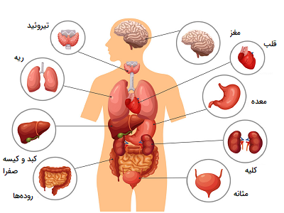 عکس آناتومی بدن با اسم