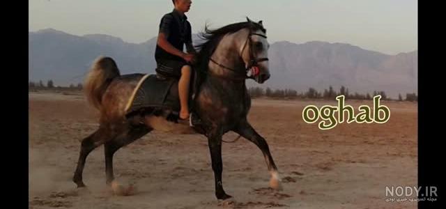 عکس اسب عقاب عامری