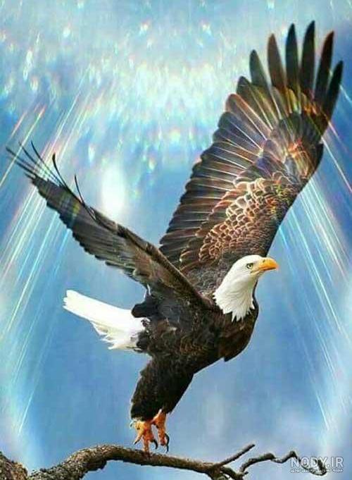 عکس عقاب در حال پرواز