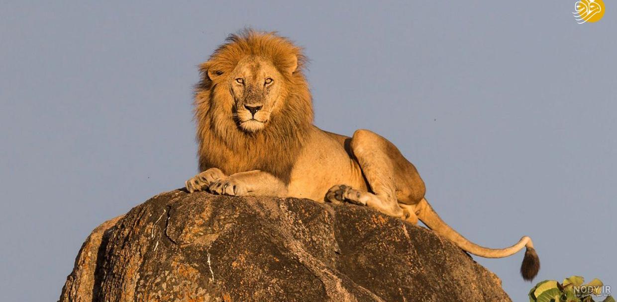 عکس شاه شیر