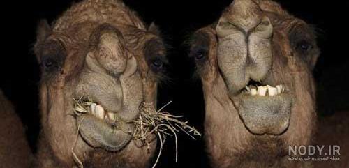 عکس شتر نر