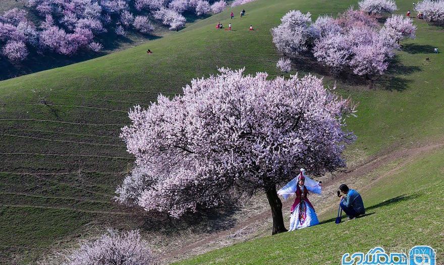 عکس شکوفه های بهاری نقاشی عکس شکوفه های بهاری نقاشی