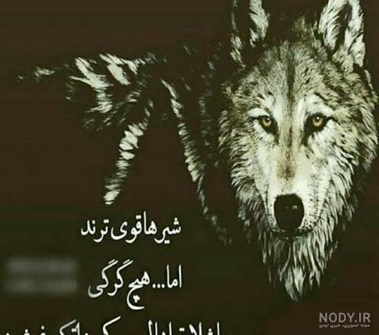 عکس لاتهای گرگان