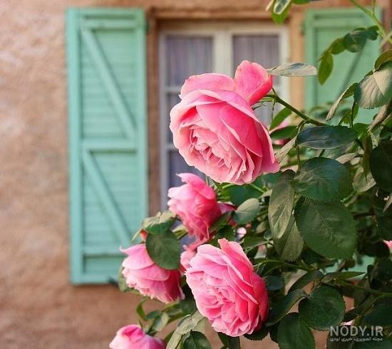 عکس پروفایل گل همیشه بهار