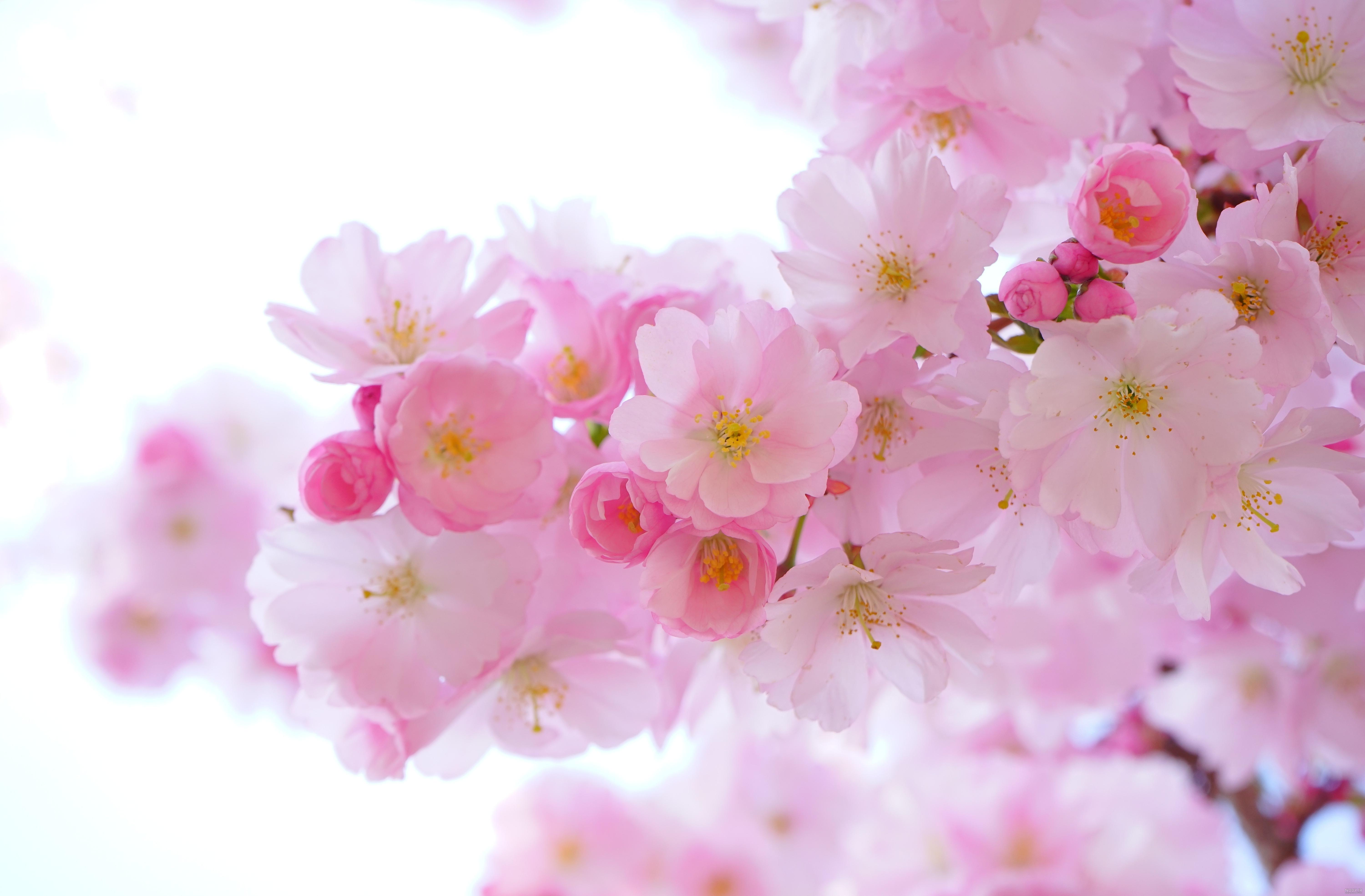 عکس پس زمینه شکوفه گیلاس