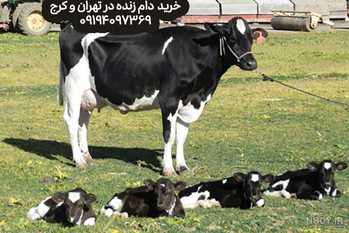 عکس گاو چند قلوزا
