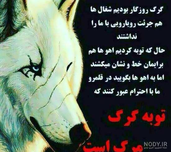 عکس گرگ سفید در برف