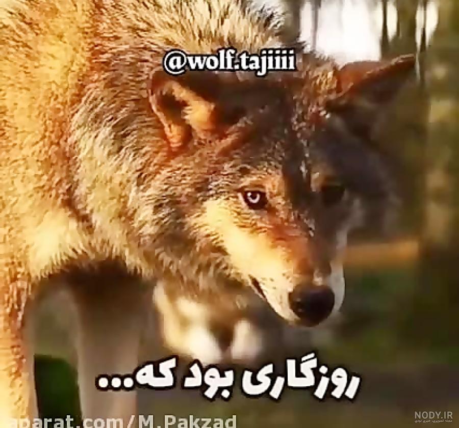 عکس گرگ لات
