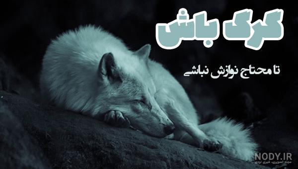 عکس گرگ چشم آبی