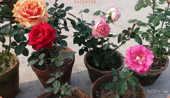 عکس گل رز تو باغچه عکس گل رز تو باغچه