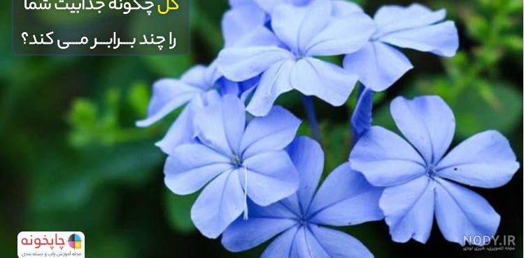 عکس گل و گیاه طبیعی عکس گل و گیاه طبیعی