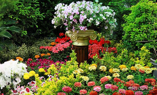 عکس گل و گیاه طبیعی