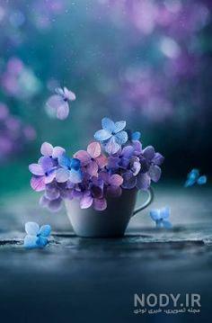 عکسهای زیبا از گل برای پروفایل