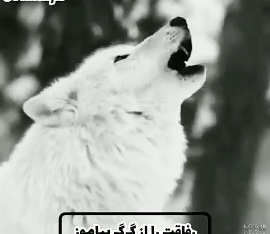 فیلم گرگ ها