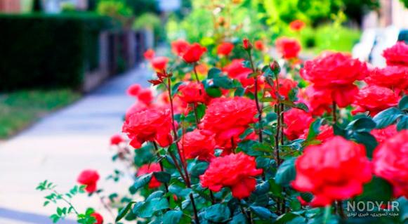 گل رز فرانسوی گل رز فرانسوی