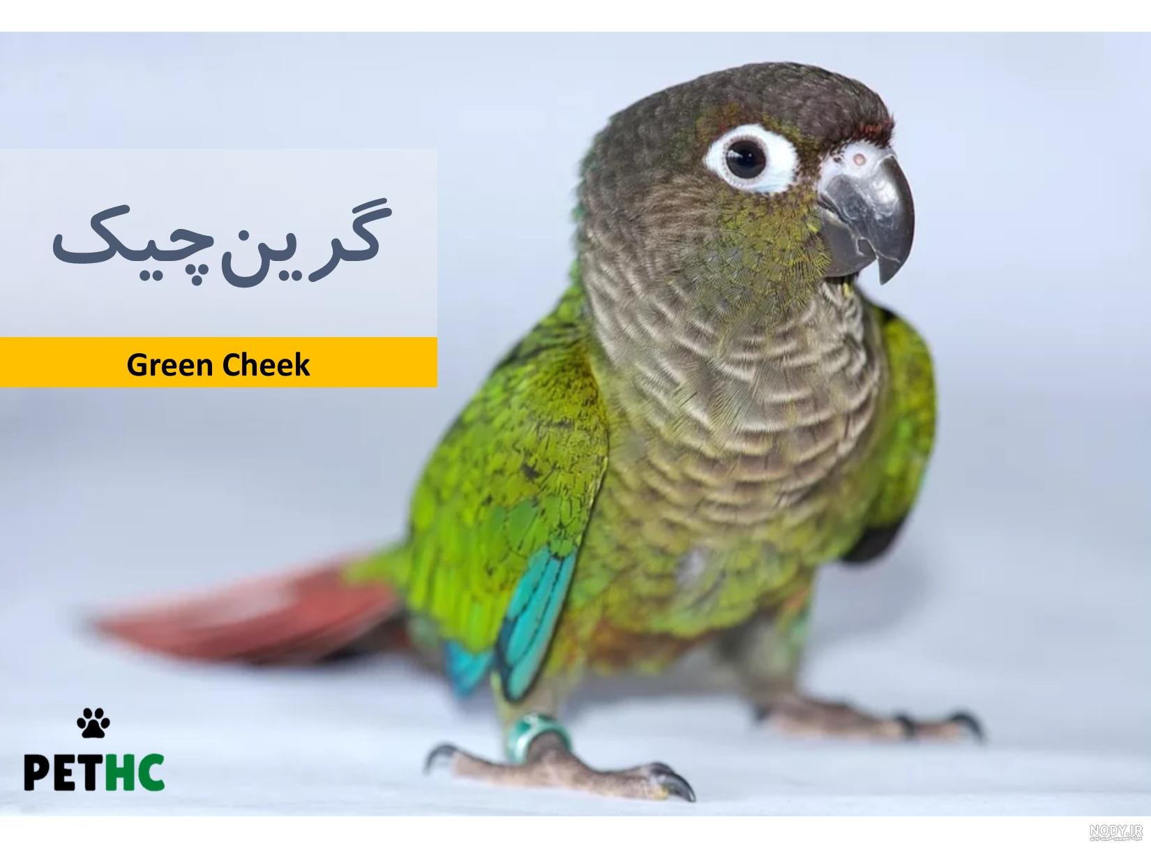 اطلاعات در مورد طوطی گرین چیک اطلاعات در مورد طوطی گرین چیک