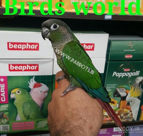 تکثیر طوطی گرین چیک تکثیر طوطی گرین چیک