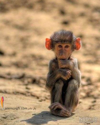 دانلود عکس میمون دانلود عکس میمون