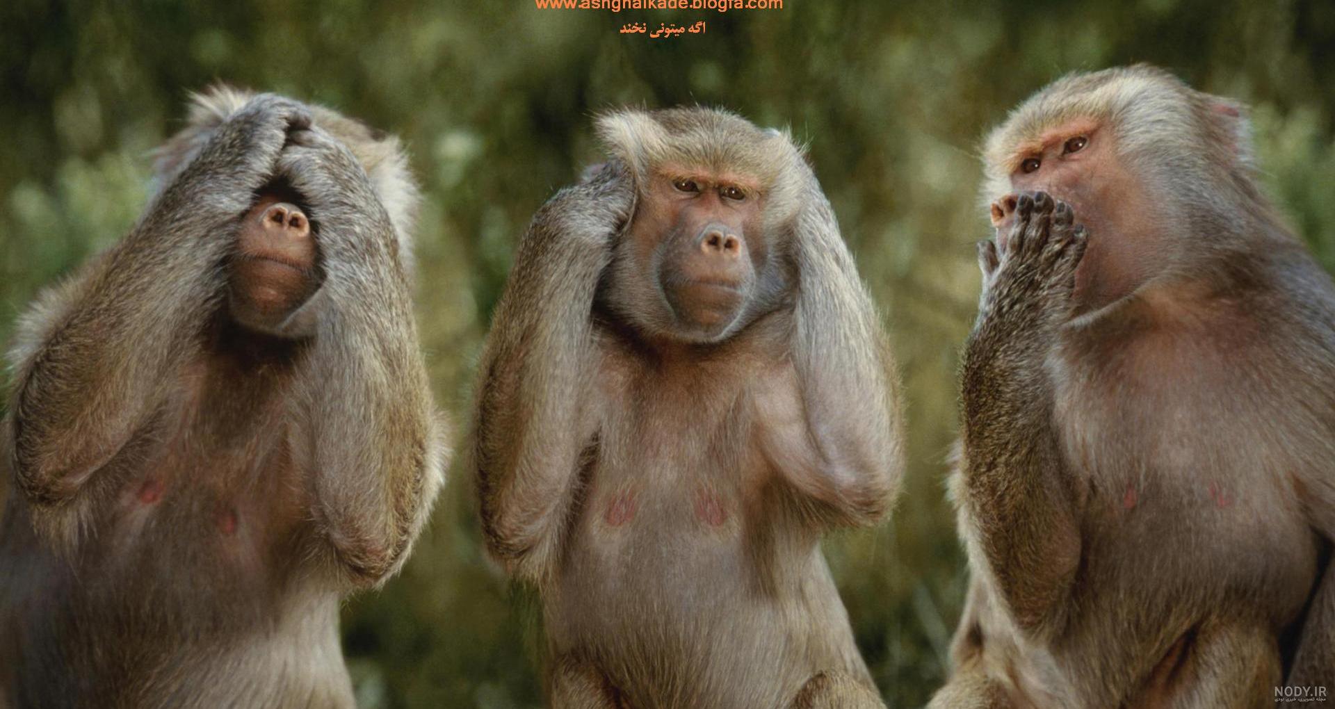 دانلود عکس میمون دماغ دراز دانلود عکس میمون دماغ دراز