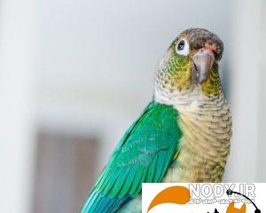 صدای طوطی گرینچیک صدای طوطی گرینچیک