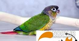 طوطی گرین چیک طوطی گرین چیک