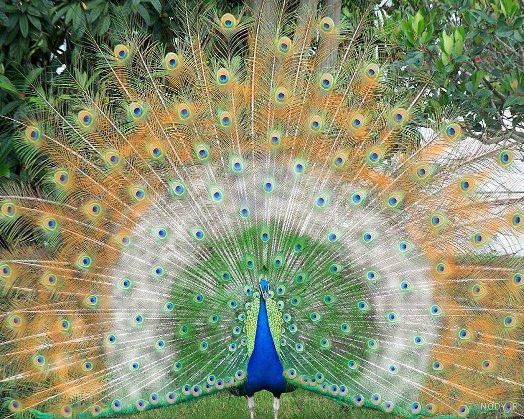 عکس از طاووس نقاشی
