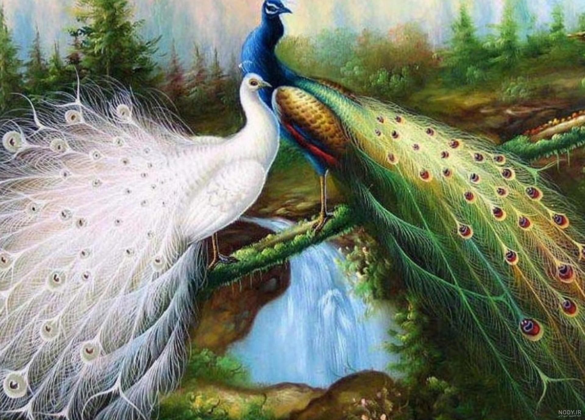 عکس بچه طاووس