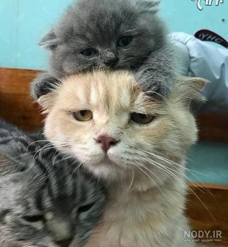 عکس بچه گربه طنز عکس بچه گربه طنز