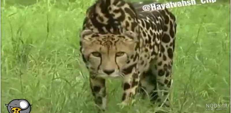 عکس حیوانات عجیب و غریب واقعی عکس حیوانات عجیب و غریب واقعی