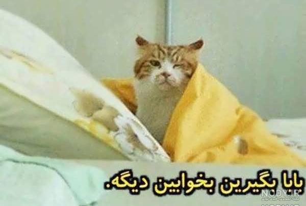 عکس خنده دار گربه عکس خنده دار گربه
