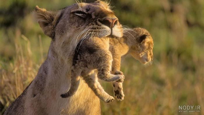 عکس شیر برای تصویر زمینه عکس شیر برای تصویر زمینه