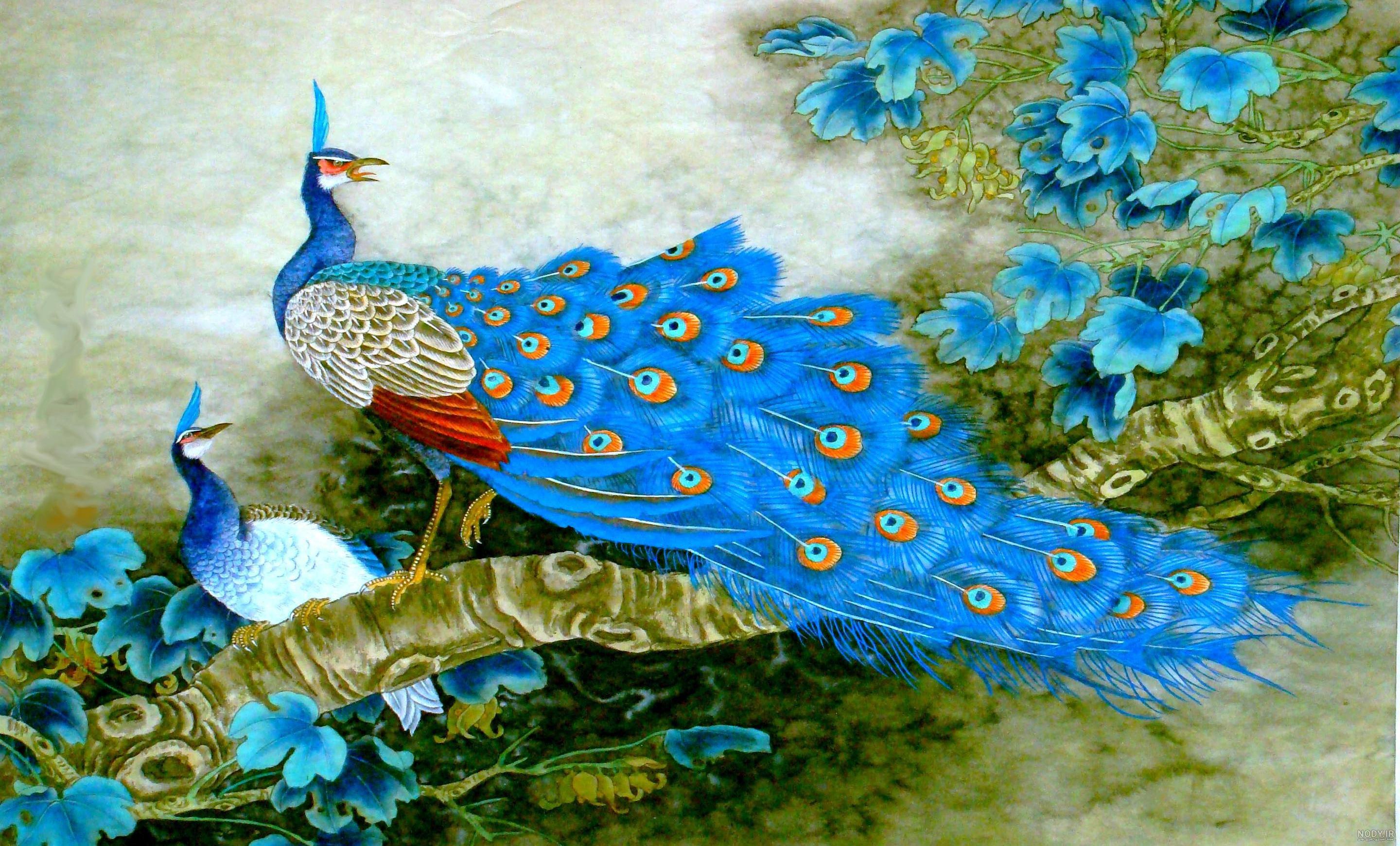 عکس طاووس سفید بسیار زیبا